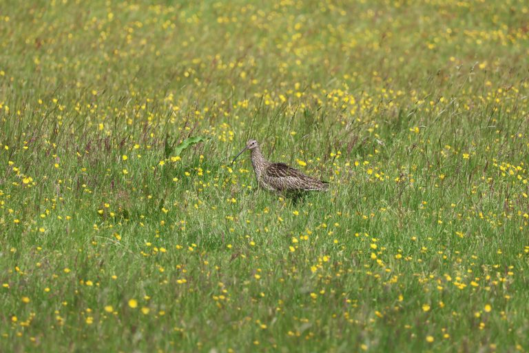 Nature Networks Fund supports three more years of curlew recovery in Bannau Brycheiniog.