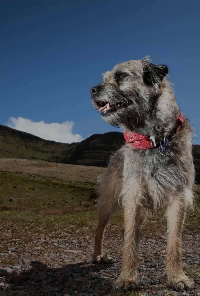 A dog on a mountain walk in the Brecon Beacons