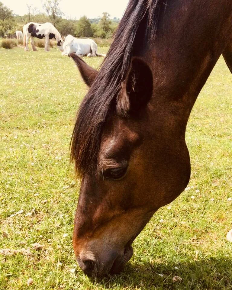 Horse grazing in a field at Ellesmere Riding Centre near Llangorse