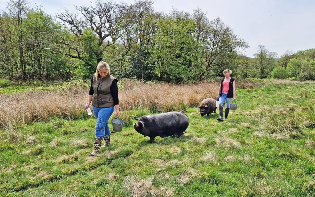 Visitors walking small pigs through a field with Good Day Out
