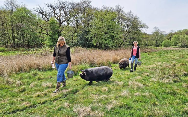 Visitors walking small pigs through a field with Good Day Out