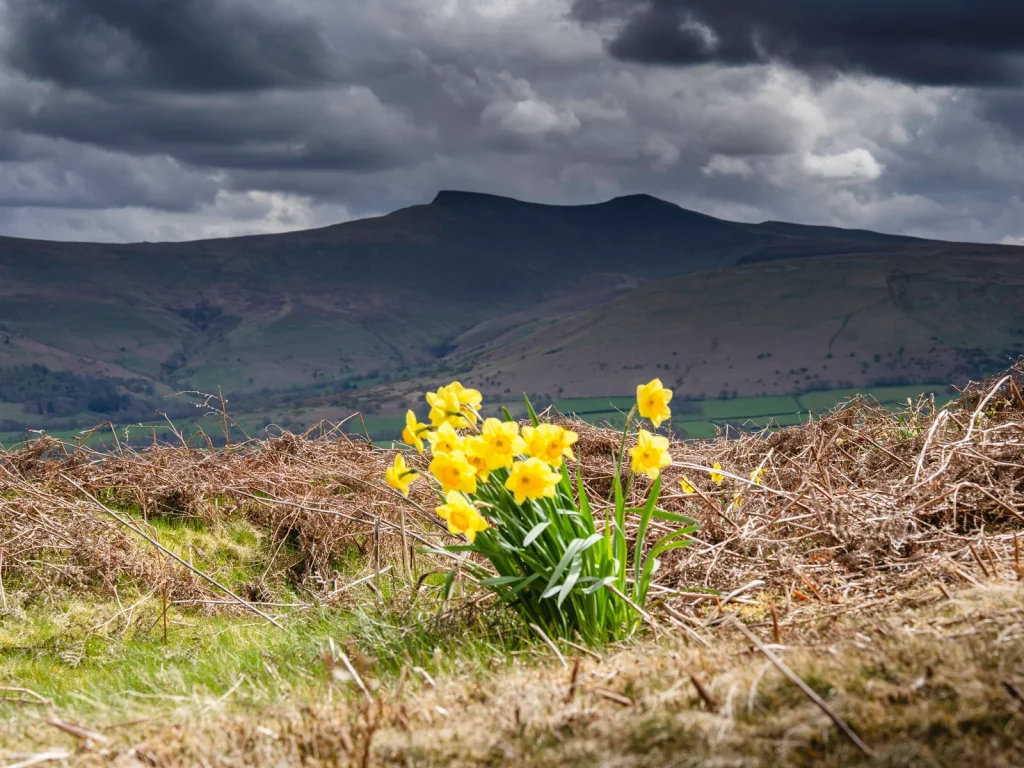 Daffodils on a hillside overlooking the dark ridge of Pen y Fan