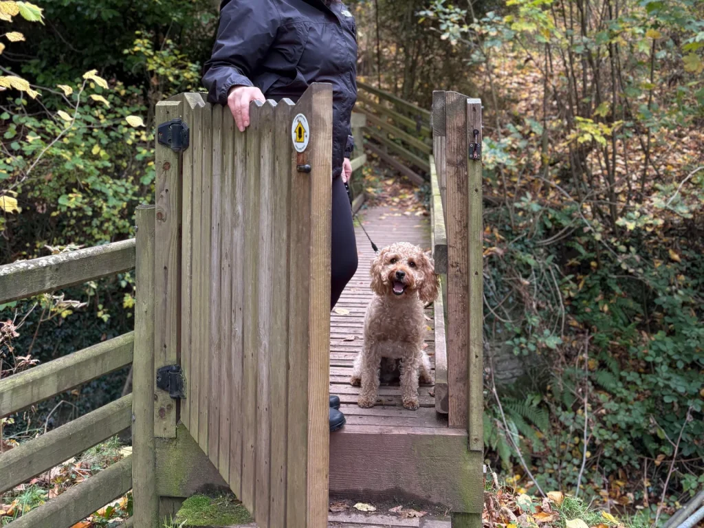 Small dog waiting at a wooden gate on a woodland path