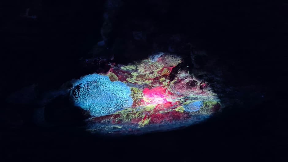 Lichen glowing orange and blue under ultraviolet light during a biofluorescent nature walk