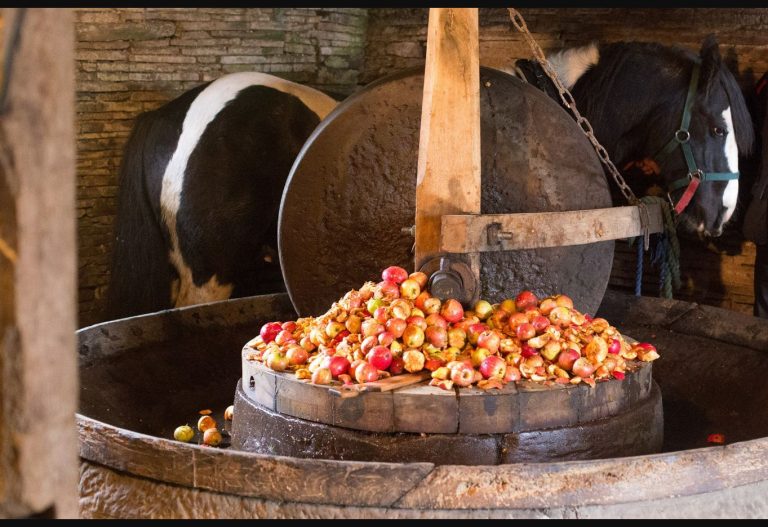 Fair Oak Cider Company horse image for Apple and Cider Day